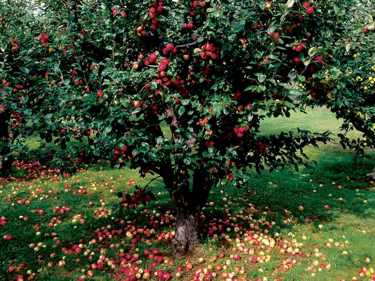 O Decálogo é a Lei Natural por Excelência